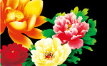 富贵花