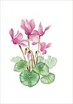 荷花矢量