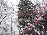 雪中红梅