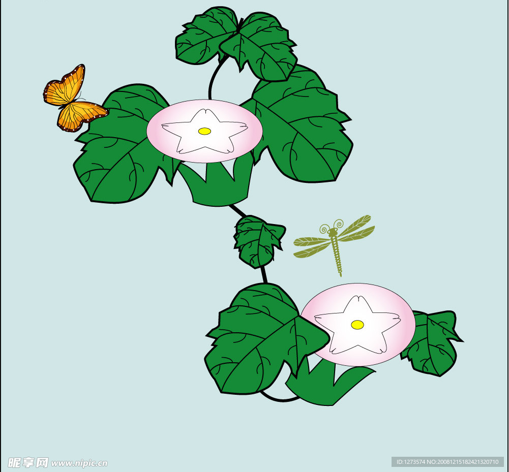 牵牛花