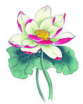 荷花