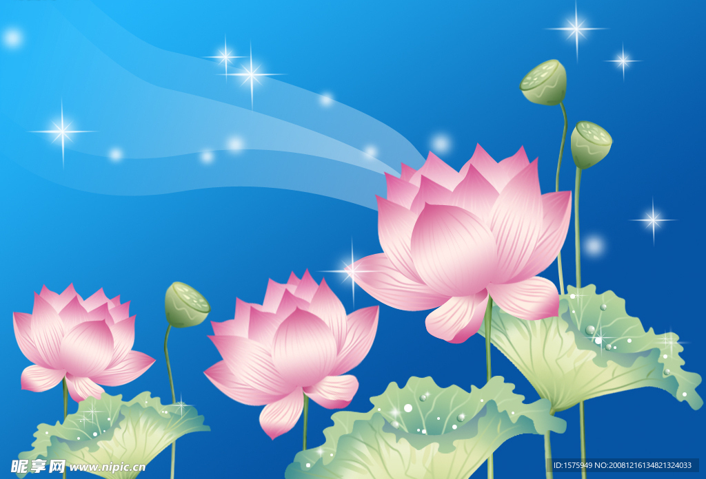 荷花