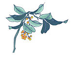 桂花