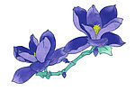 花卉27