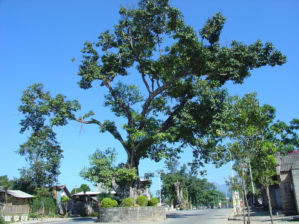 大青树