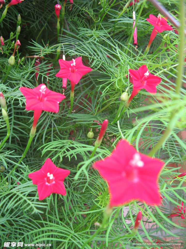 小红花