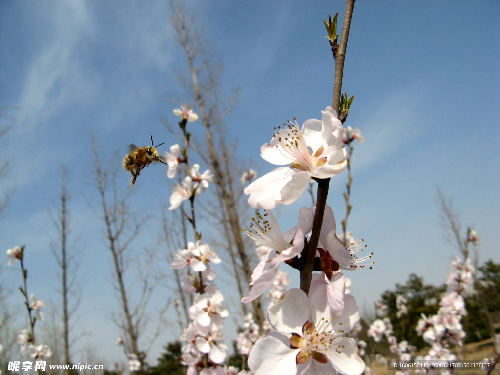 桃花与蜜蜂