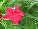 小红花