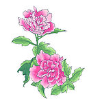 牡丹