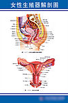 女性生殖器解剖图 写真展板