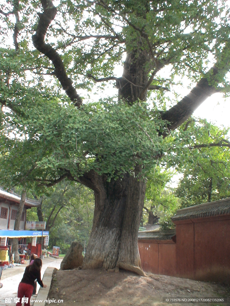 千年银杏树