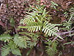 断肠草