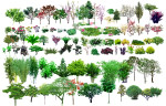 园林绿化设计景观树木(树)