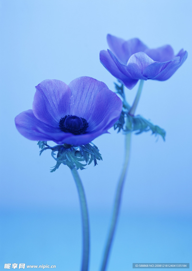 鲜花