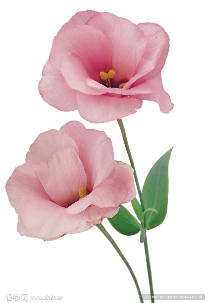 鲜花