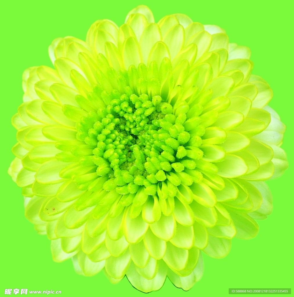 鲜花  绿菊