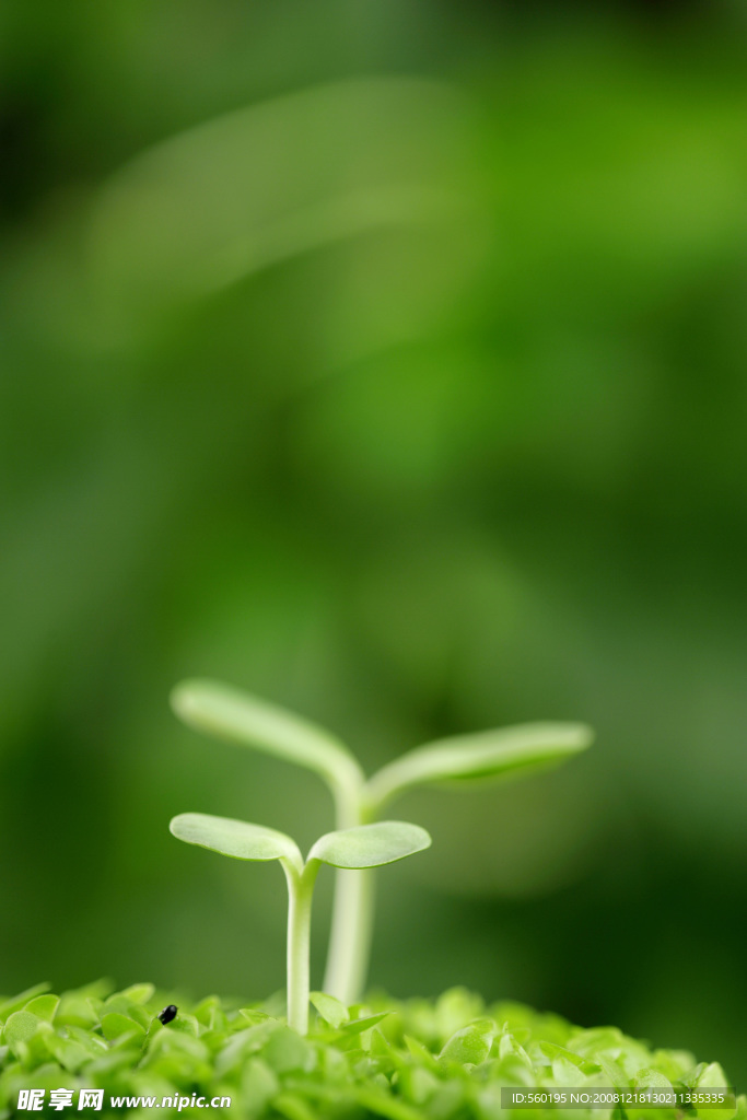 幼芽