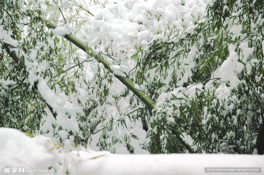 雪竹