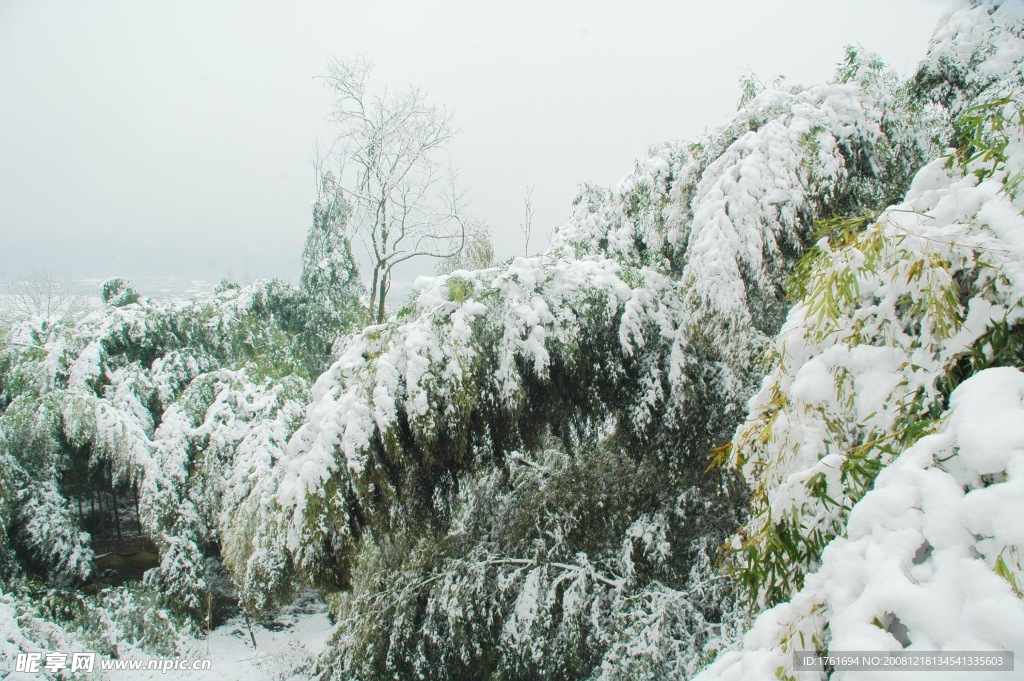 雪竹