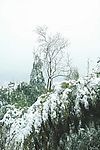 雪竹