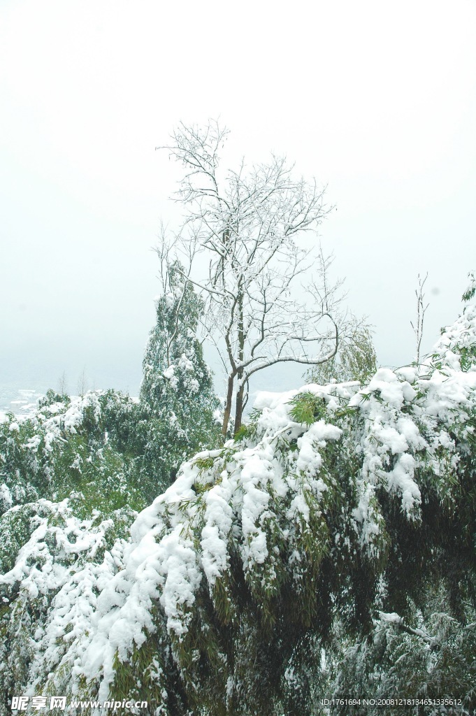 雪竹