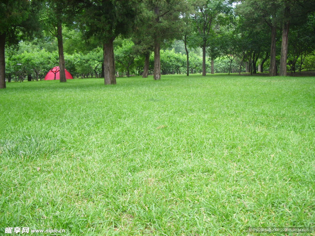绿草坪