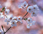 三月樱花