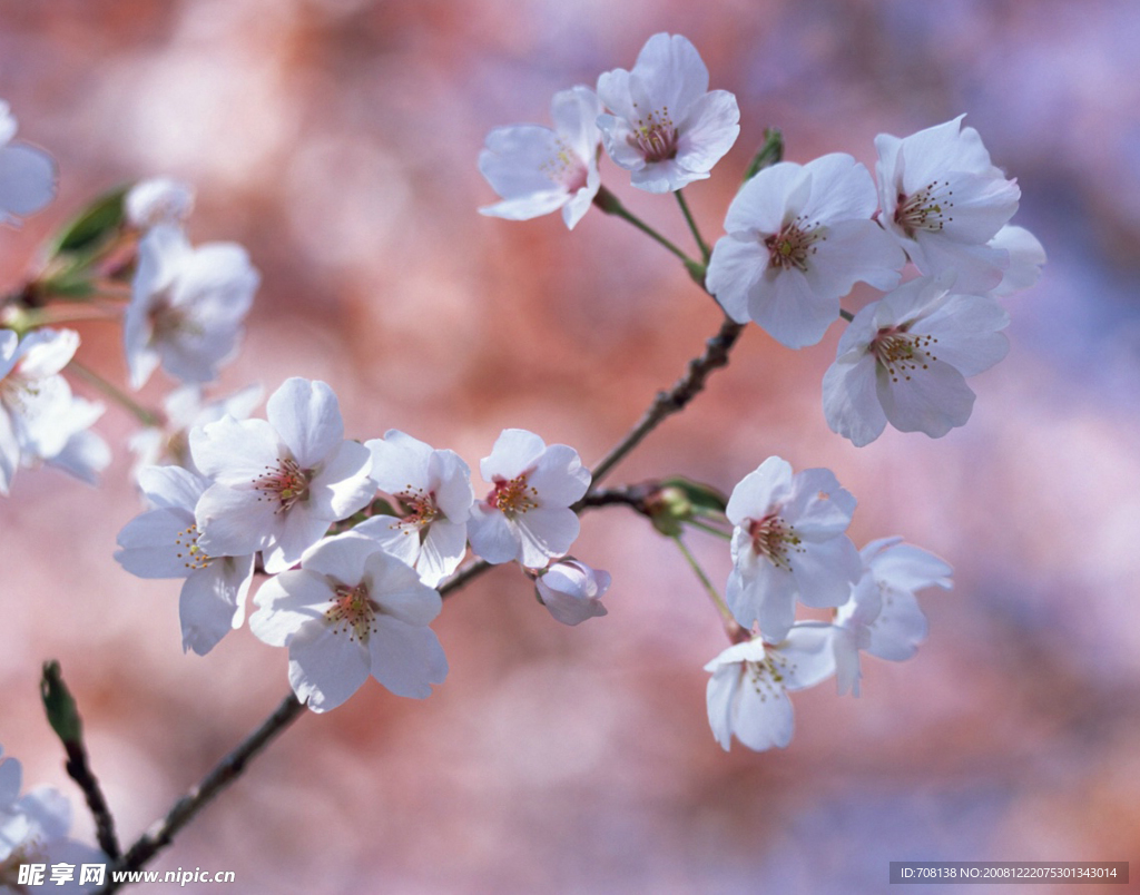 三月樱花