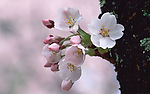 三月樱花