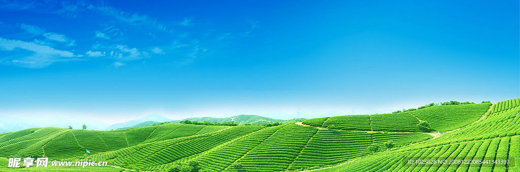 茶山