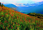 阿勒泰山花