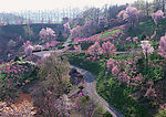 乡村风景