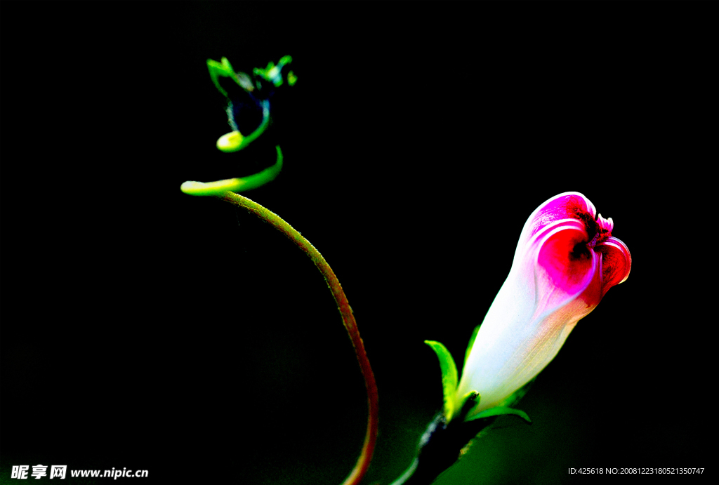 牵牛花