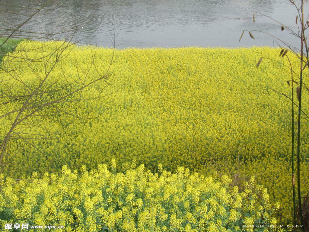 油菜花