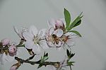 蜜蜂