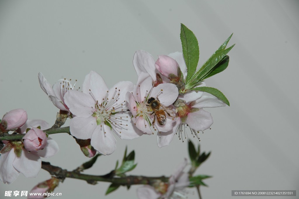 蜜蜂