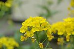 油菜花
