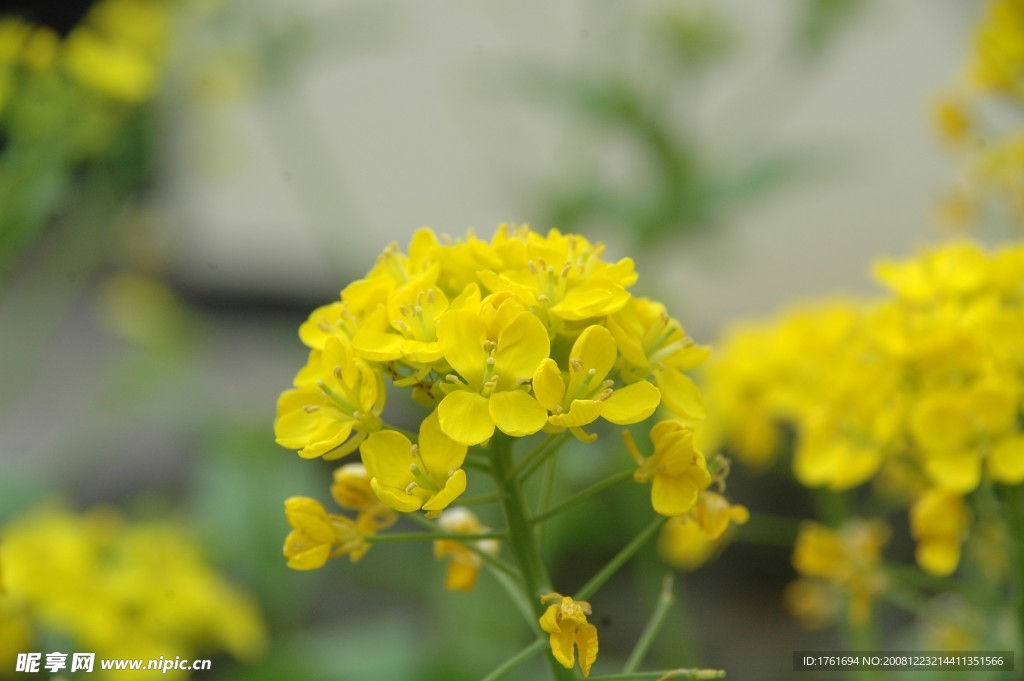 油菜花