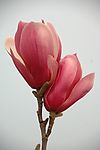 玉兰花