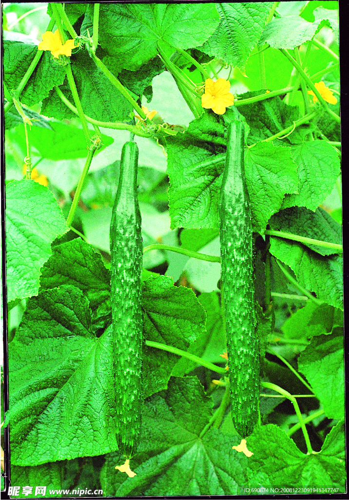蔬菜 黄瓜