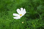 小白菊