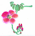 花卉31