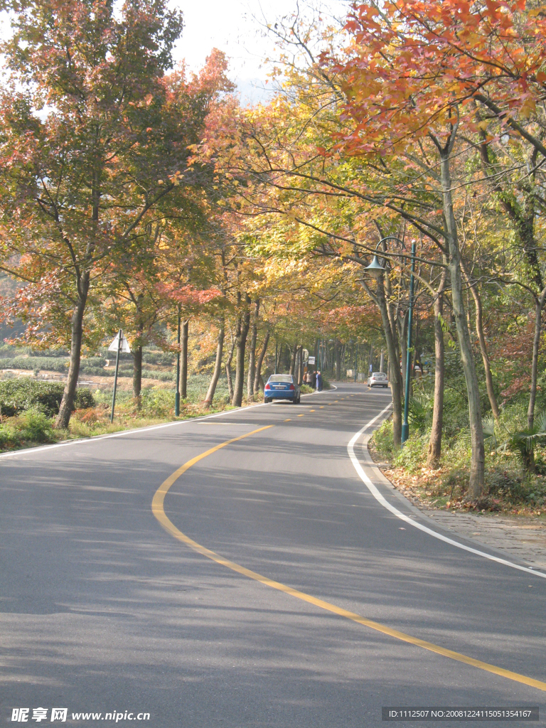 红枫小路