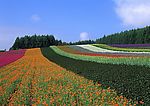 蓝天 花圃 红花