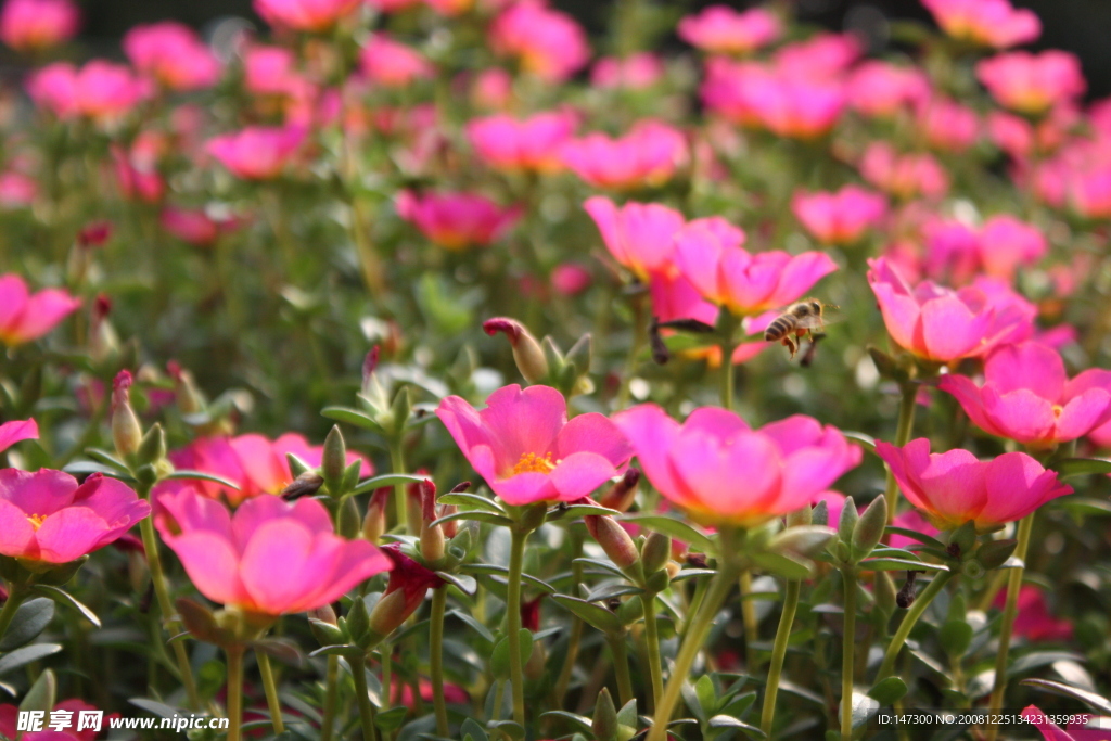 蜜蜂