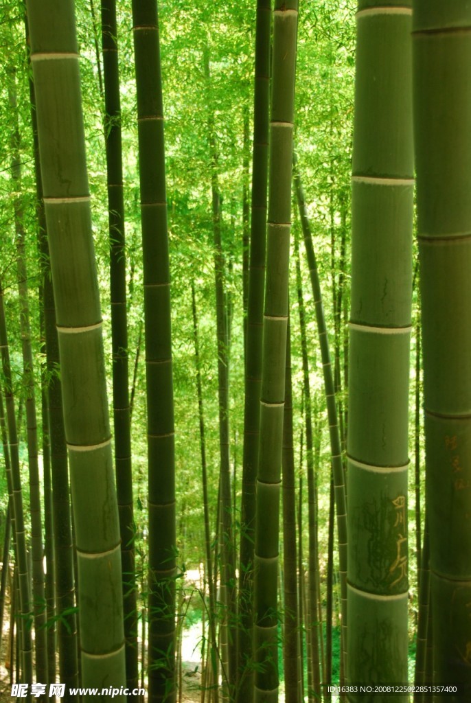 竹林竹