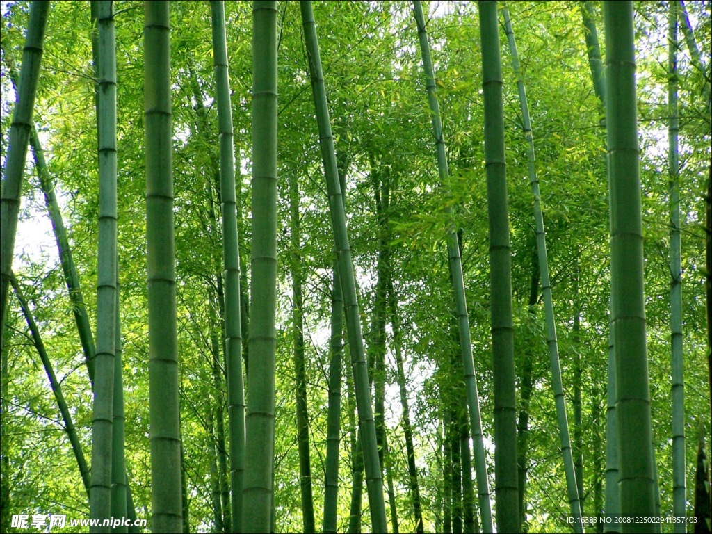 竹林竹
