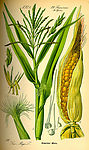手绘植物图玉米