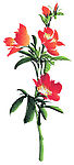 花卉40
