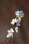洁白梅花